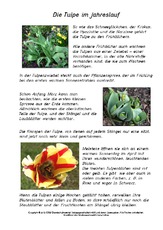 Die-Tulpe-im-Jahreslauf.pdf